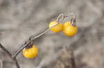 Horse nettle